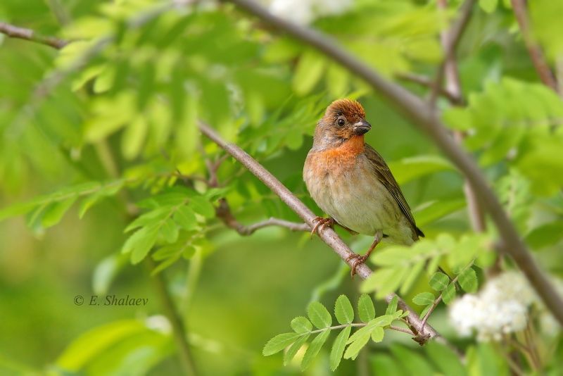 birds,carpodacus erythrinus,common rosefinch,обыкновенная чечевица,птица,птицы,фотоохота А ты Витю видел ? фото превью