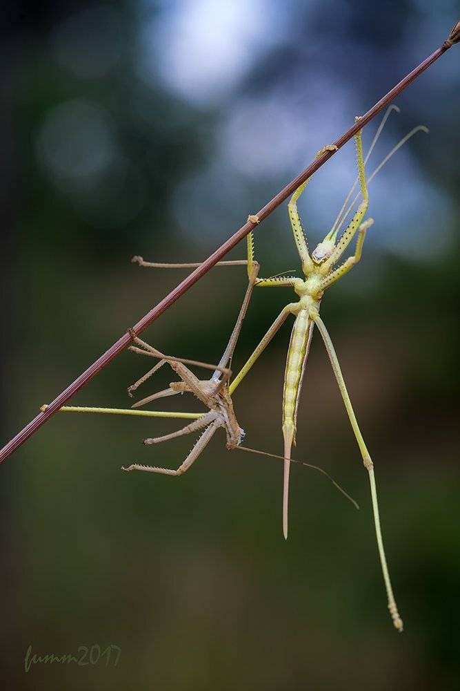 , Игорь ФУММ