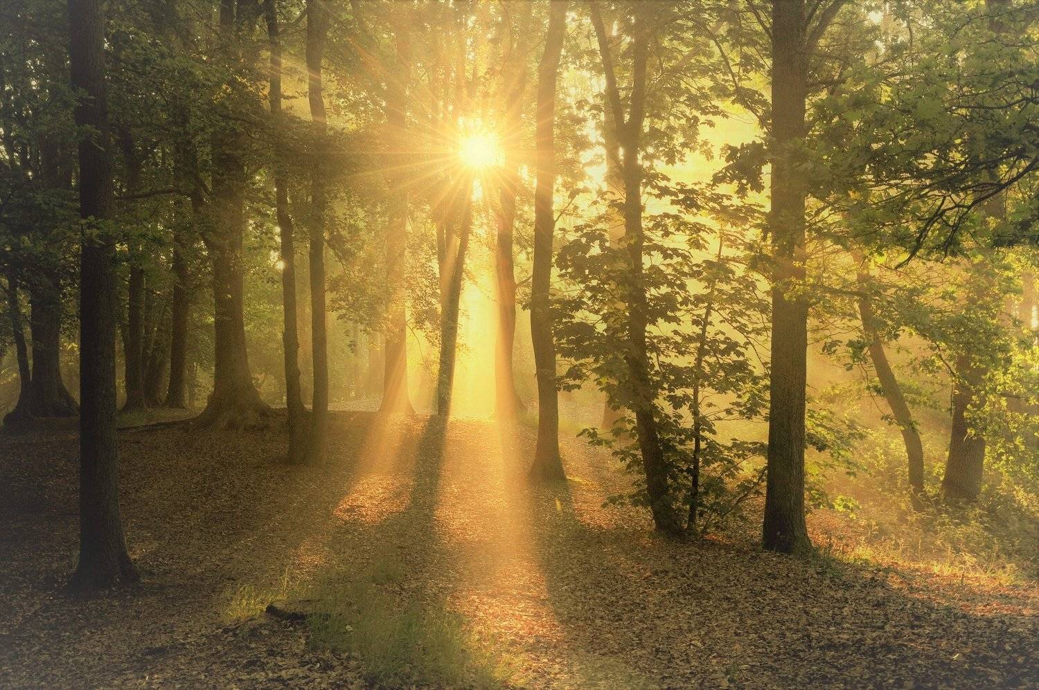 Morning in the forest.. Автор: Johny Hemelsoen , Johny Hemelsoen