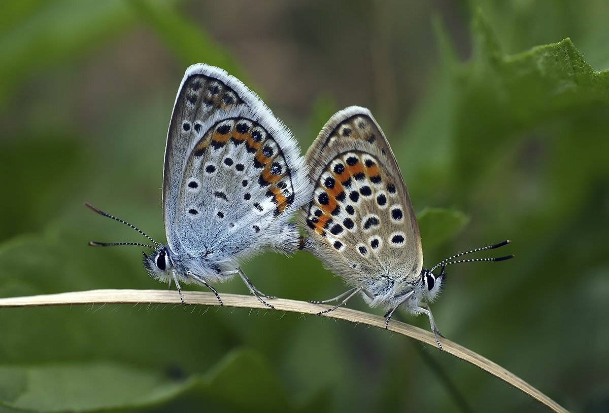 макро,бабочка-голубянка, Гарик Соколов