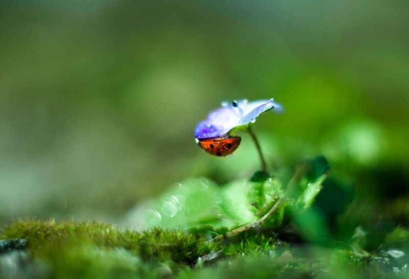 Спряталась фото превью