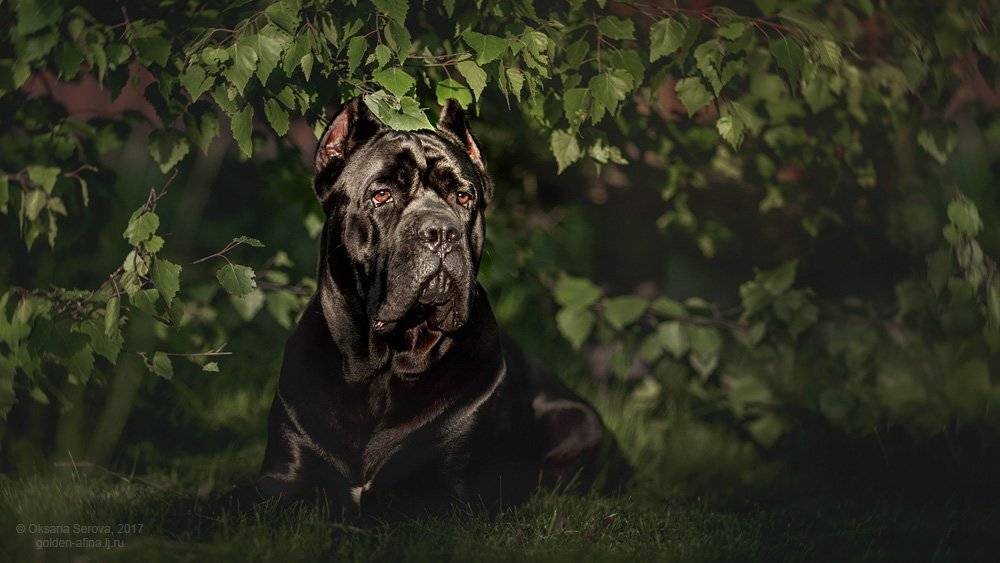 собака, кане корсо, черный, Оксана Серова