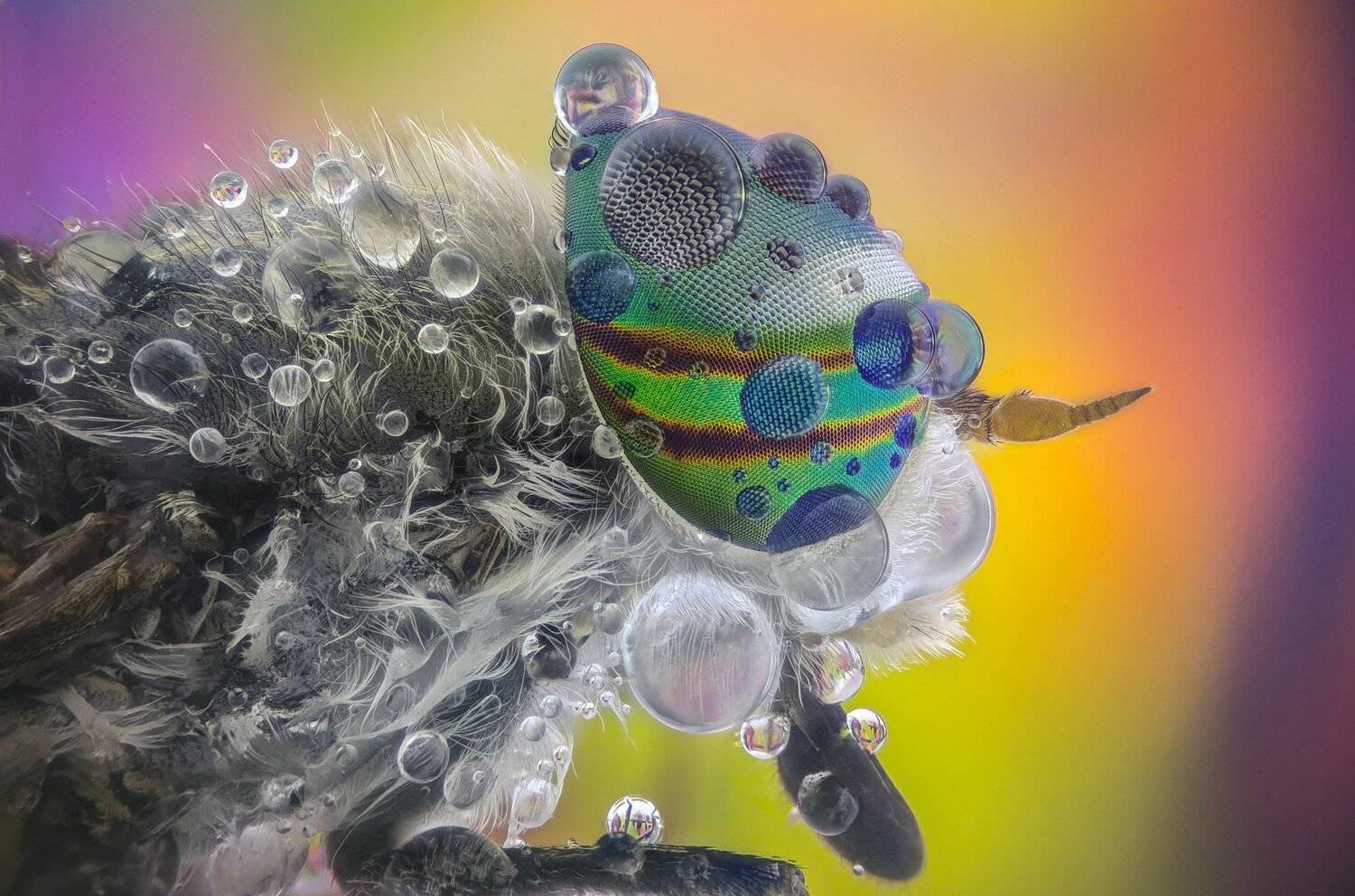 ceclii,macro,lgg4, extrememacro,  макро, Tsvetan Ganev