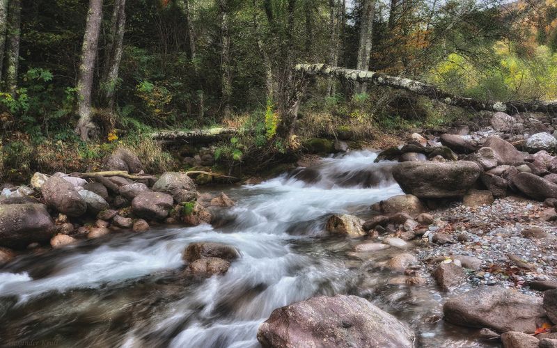 Упавшая береза... фото превью