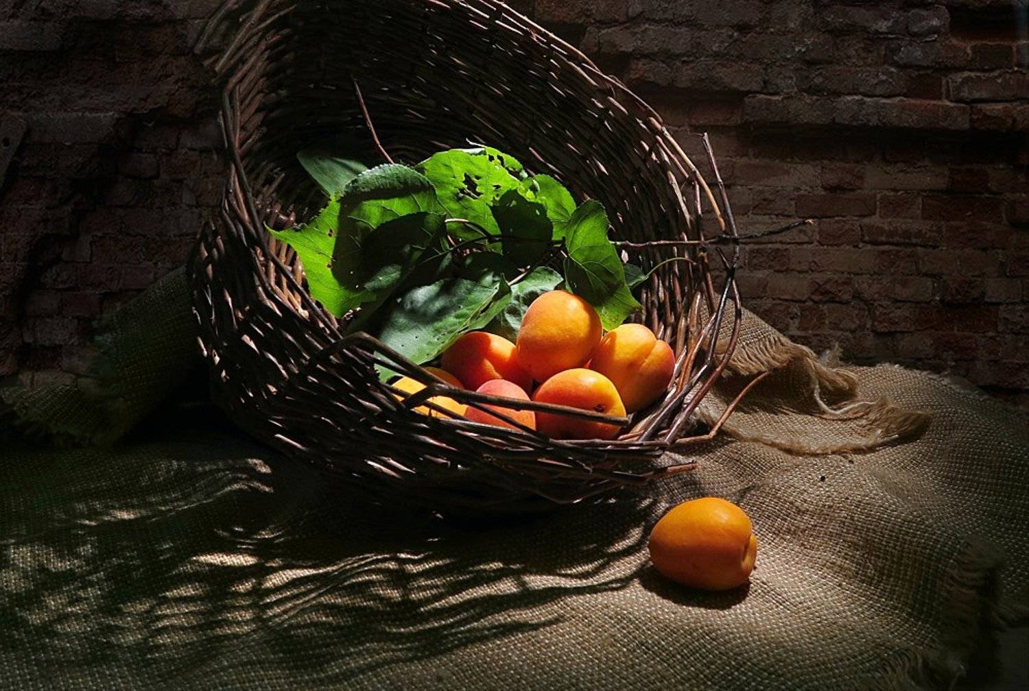корзина,абрикосы,мешковина, Алла Шевченко