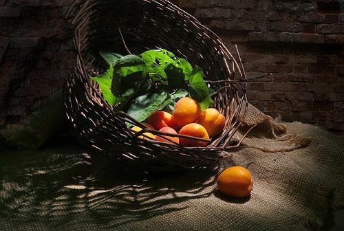 Сладкие абрикосы