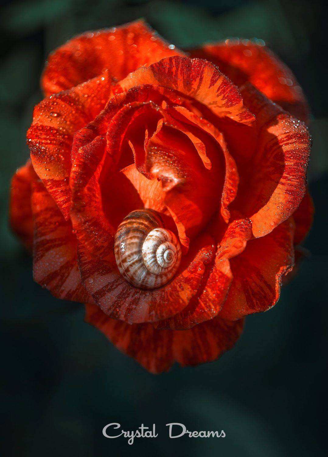 crystal dreams, macro, summer, color, art, nature,, Татьяна Крылова