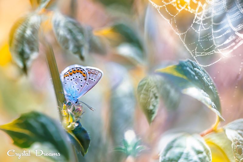 crystal dreams, macro, summer, color, art, nature, butterfly In the country of color фото превью
