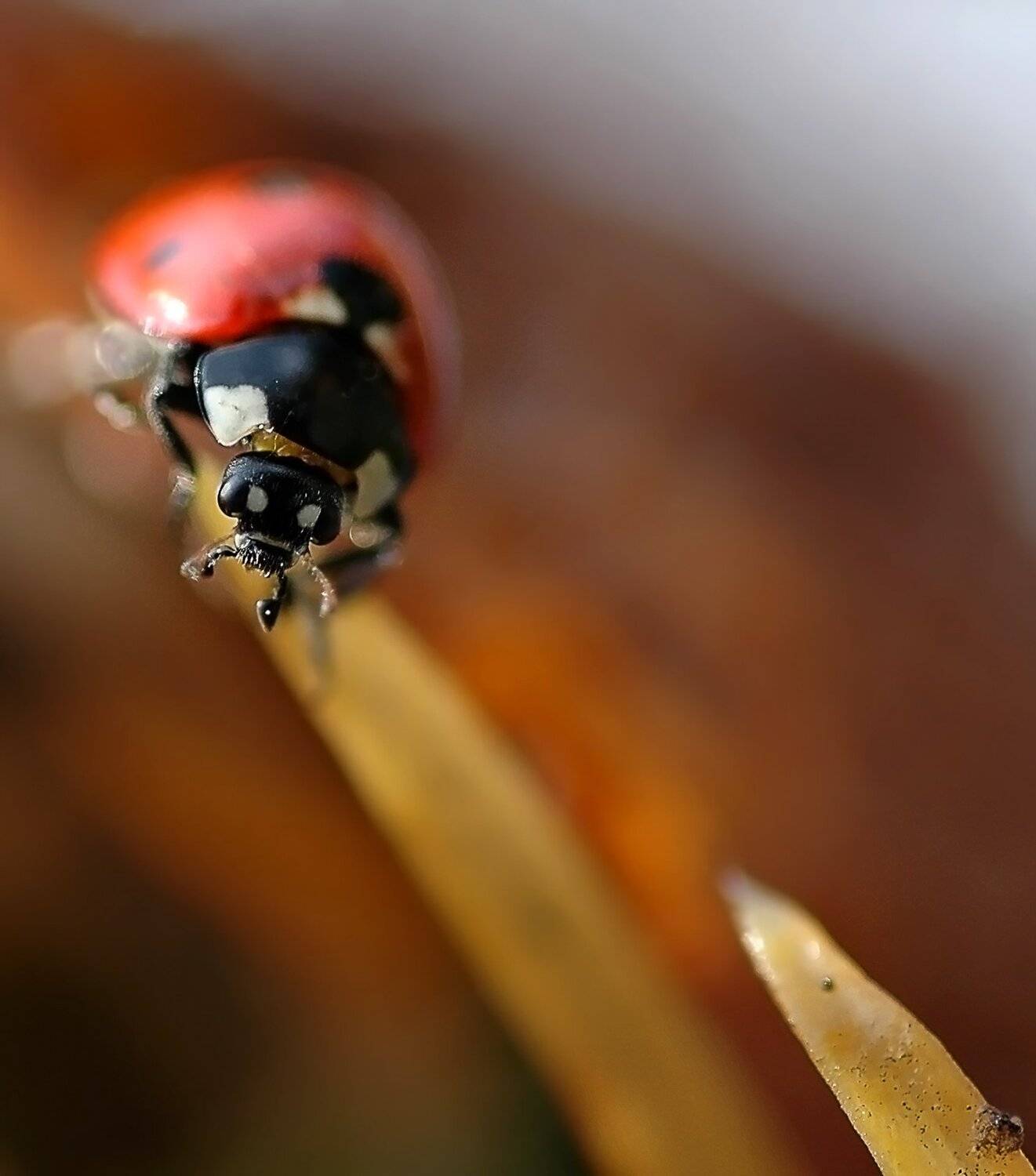 природа, макро, насекомые, жук, божья коровка, формула 1,, Неля Рачкова