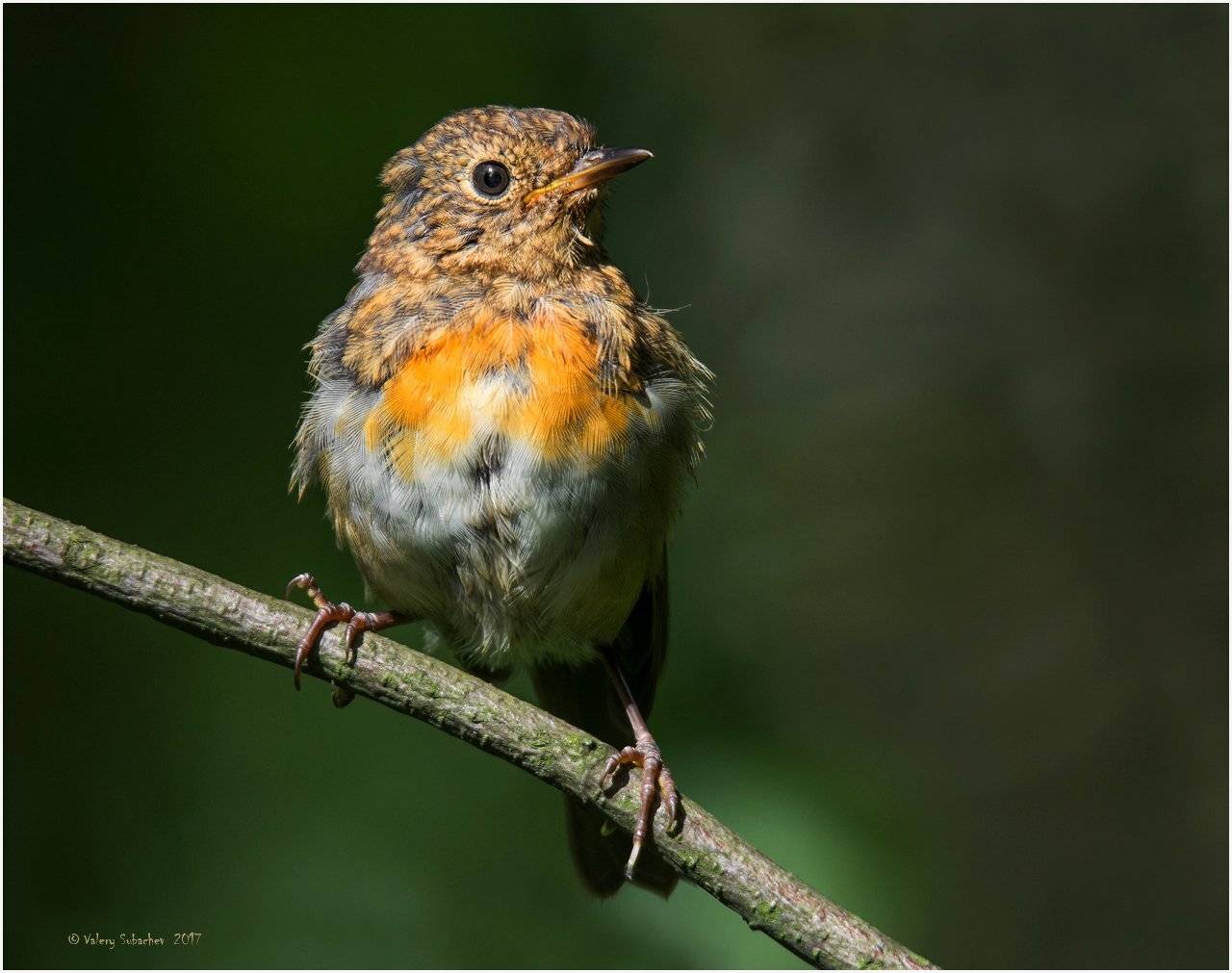 , Валерий Субачев