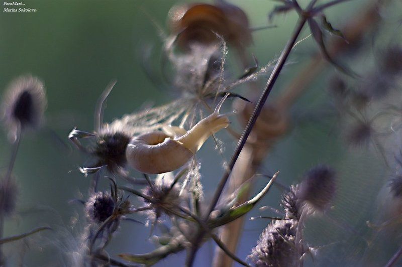 макро,этюд,взгляд,улитка, Про улитку. фото превью