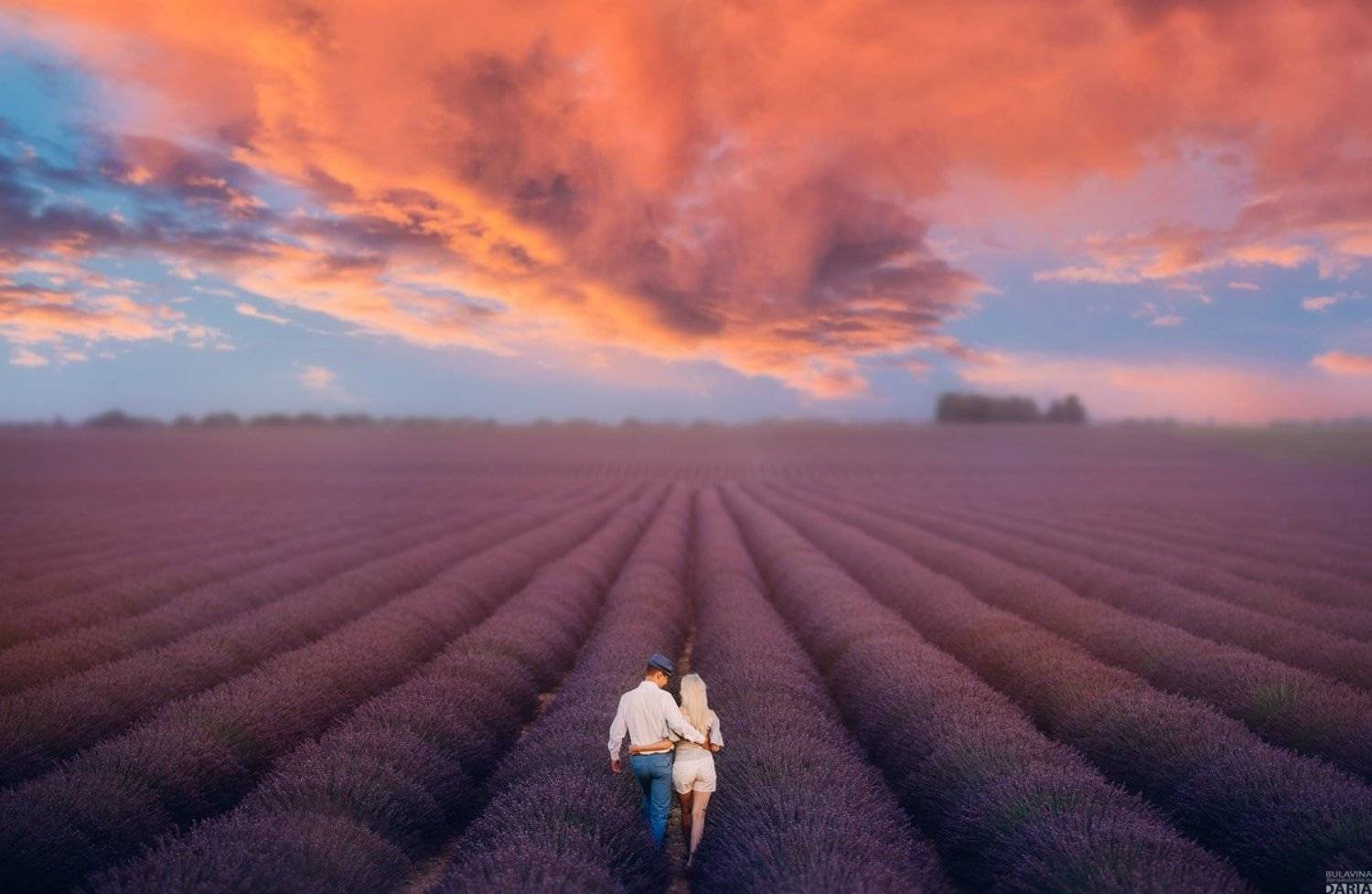 лаванда,  лавандин, лавандовые поля,  францич, Дарья Булавина