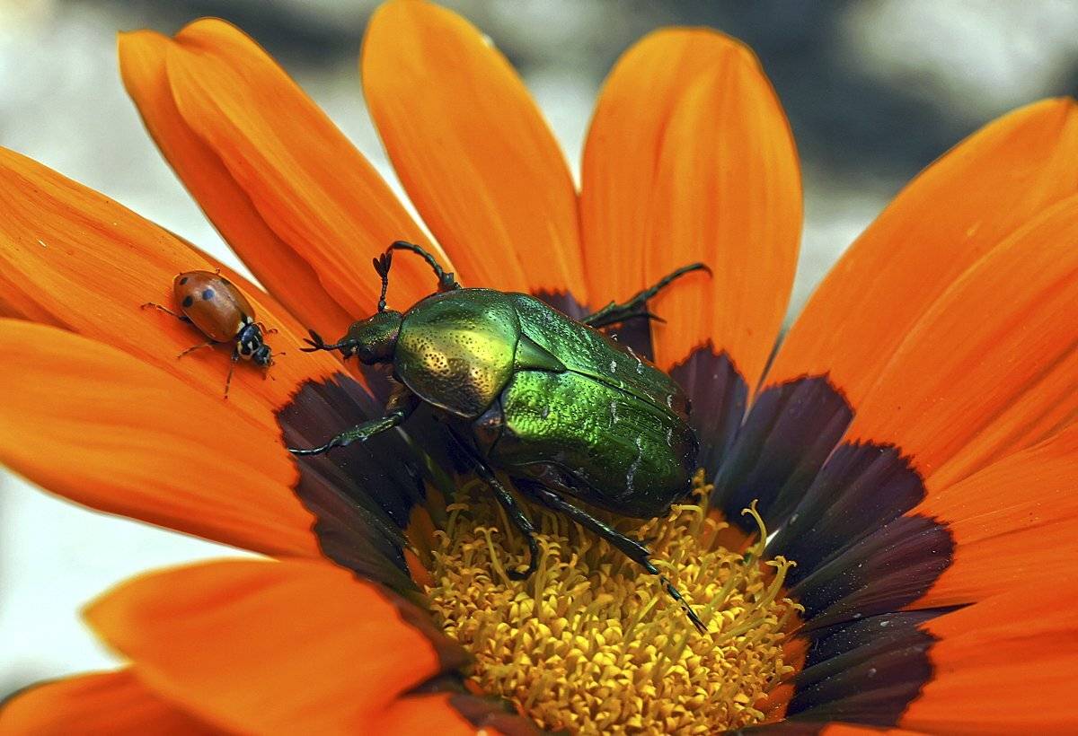 макро,божья коровка,жуки, Гарик Соколов