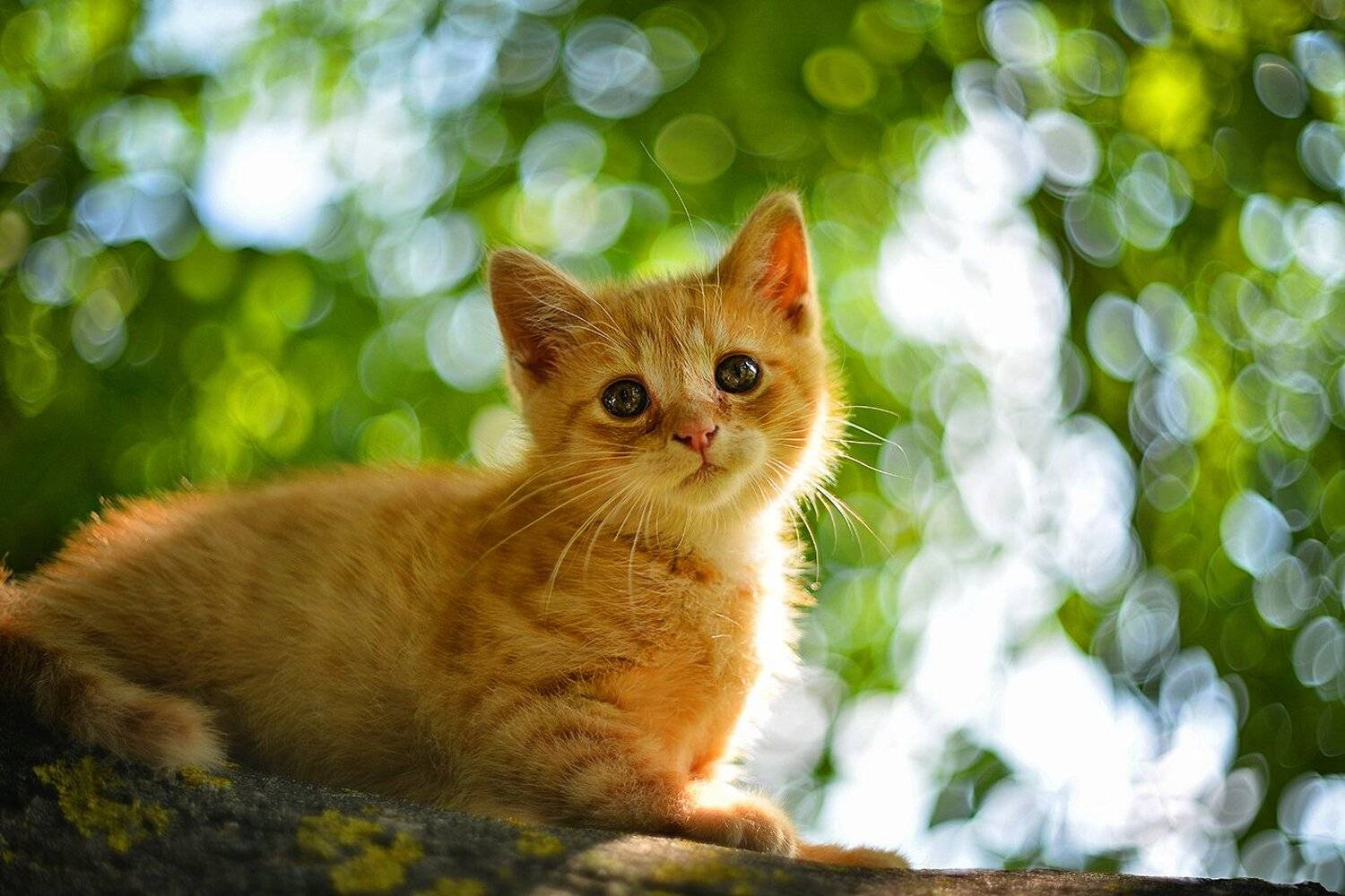 cat red helios 77m bokeh tree кот, Radoslaw Dranikowski