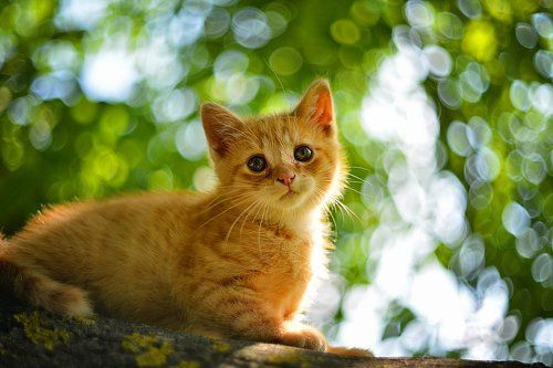 My cat