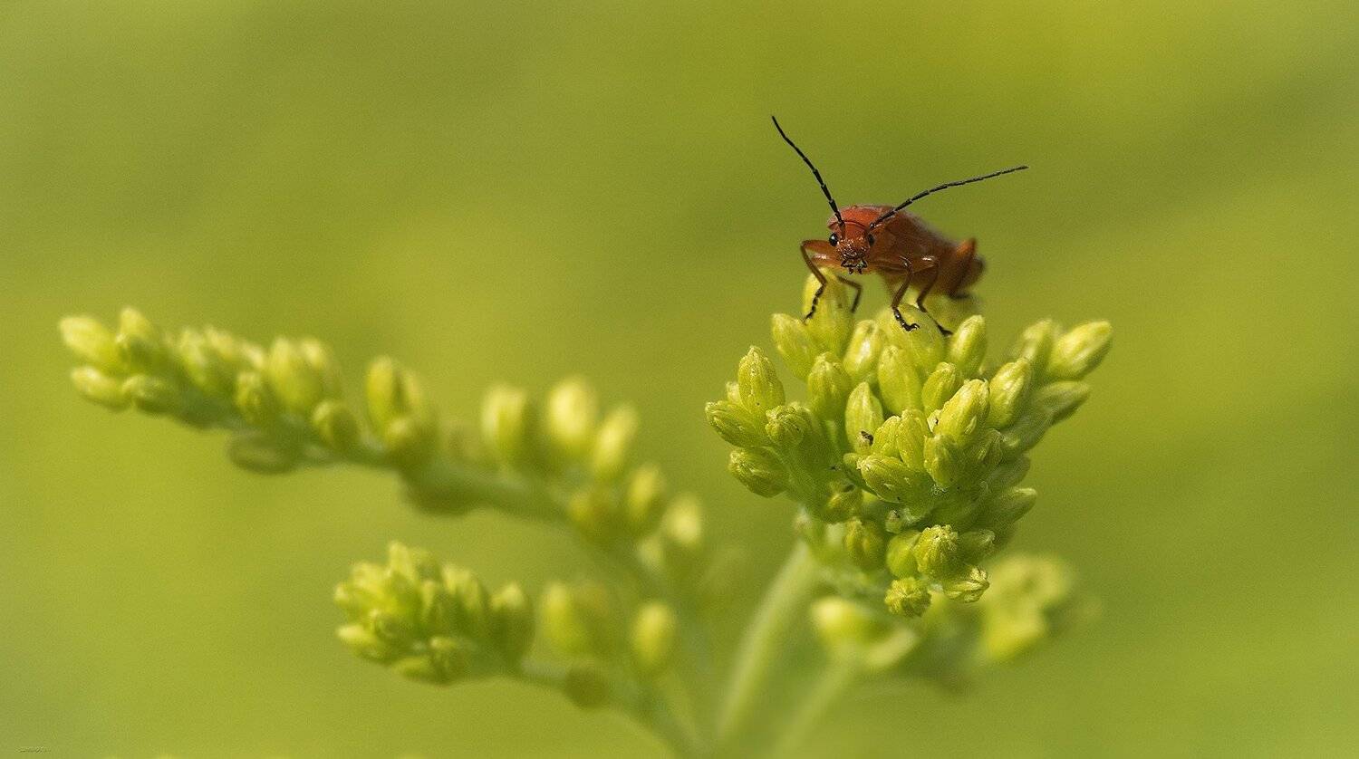 природа, жучки и бабочки, макро, Дмитрий Посевич