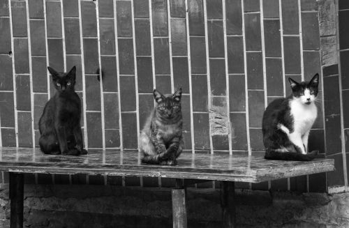 Котобабки ...