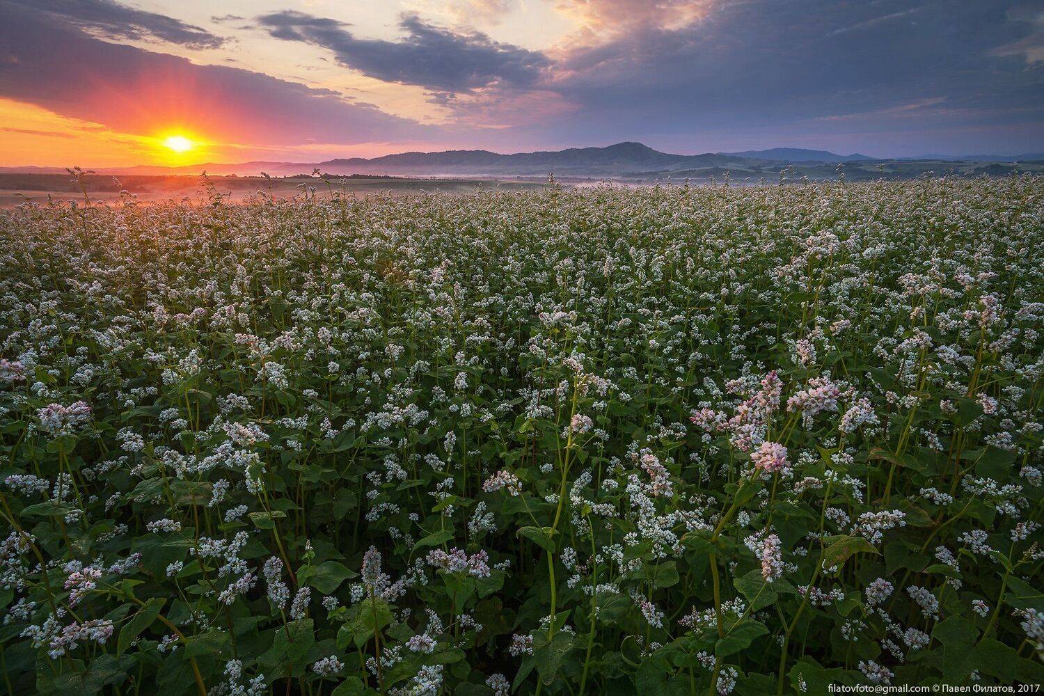 алтай, сибирь, siberia, лето, предгорья, altai, луга, гречиха, рассвет, солнце, Павел Филатов