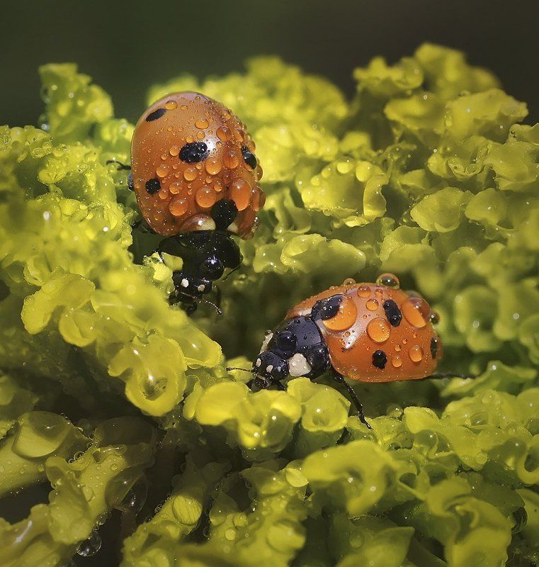 Коровы на водопое фото превью