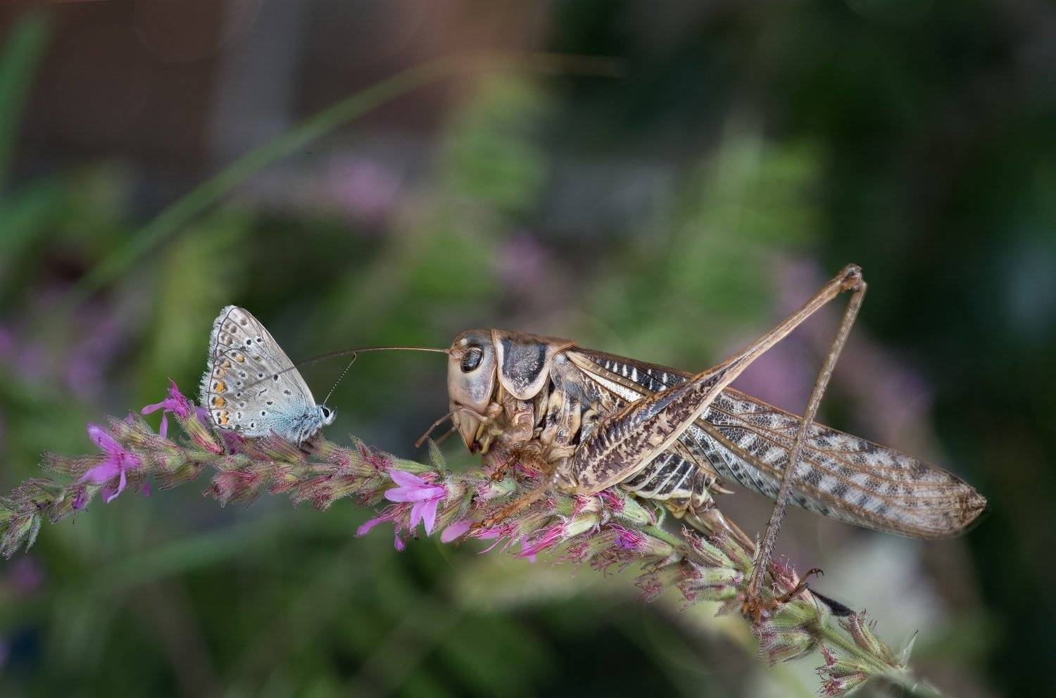 butterfly, Grasshopper, macro, Атанас Донев