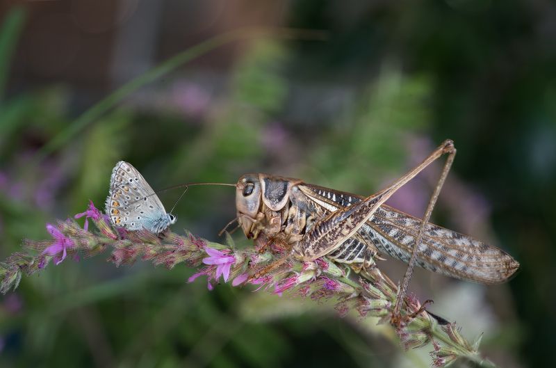 butterfly, Grasshopper, macro Friendly meeting фото превью