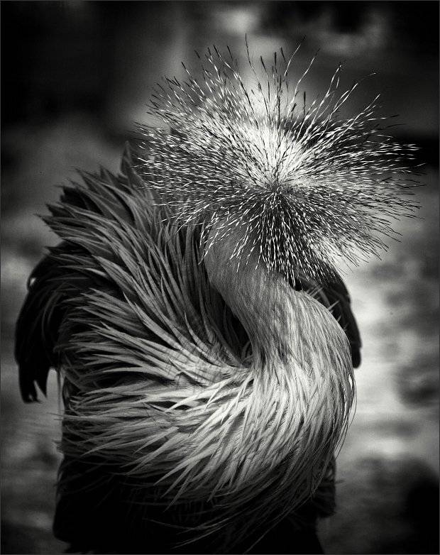 , Сергей Фудиненко