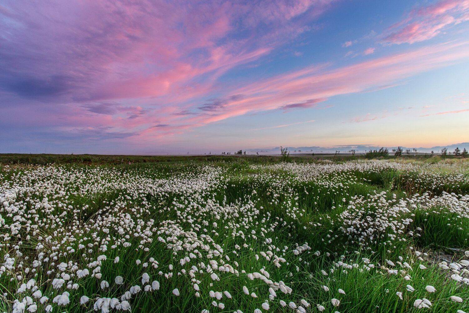 ямал , сибирь, природа, салехард , рассвет, ямал , пушица, пейзаж, природа, янао, Настя Братка