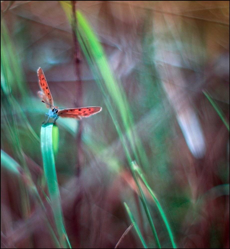 , Krzysztof Trojanowski