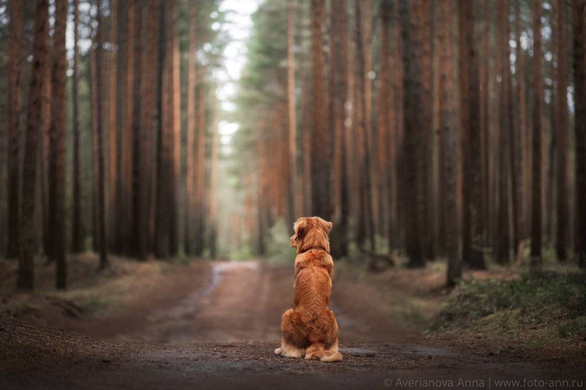 собака, лес, природа, Анна Аверьянова