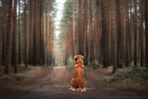 В сосновом лесу