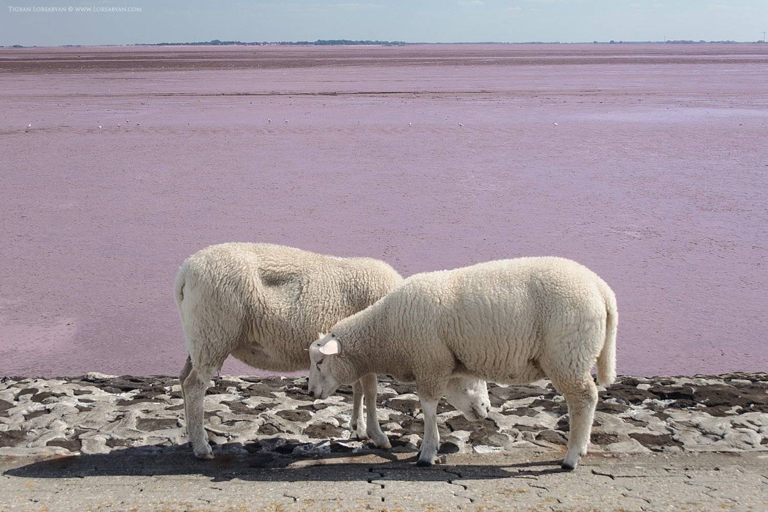 , Тигран Лорсабян