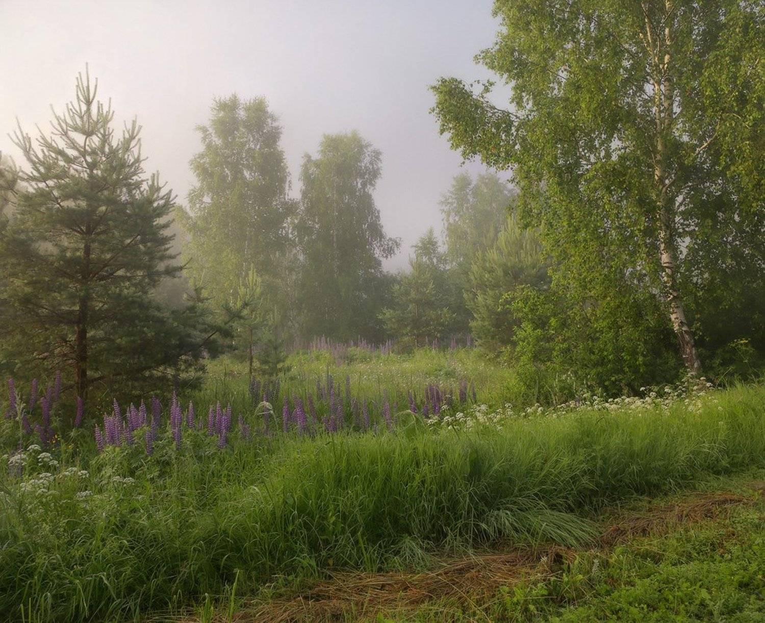 утро июль туман, Дмитрий Алексеев