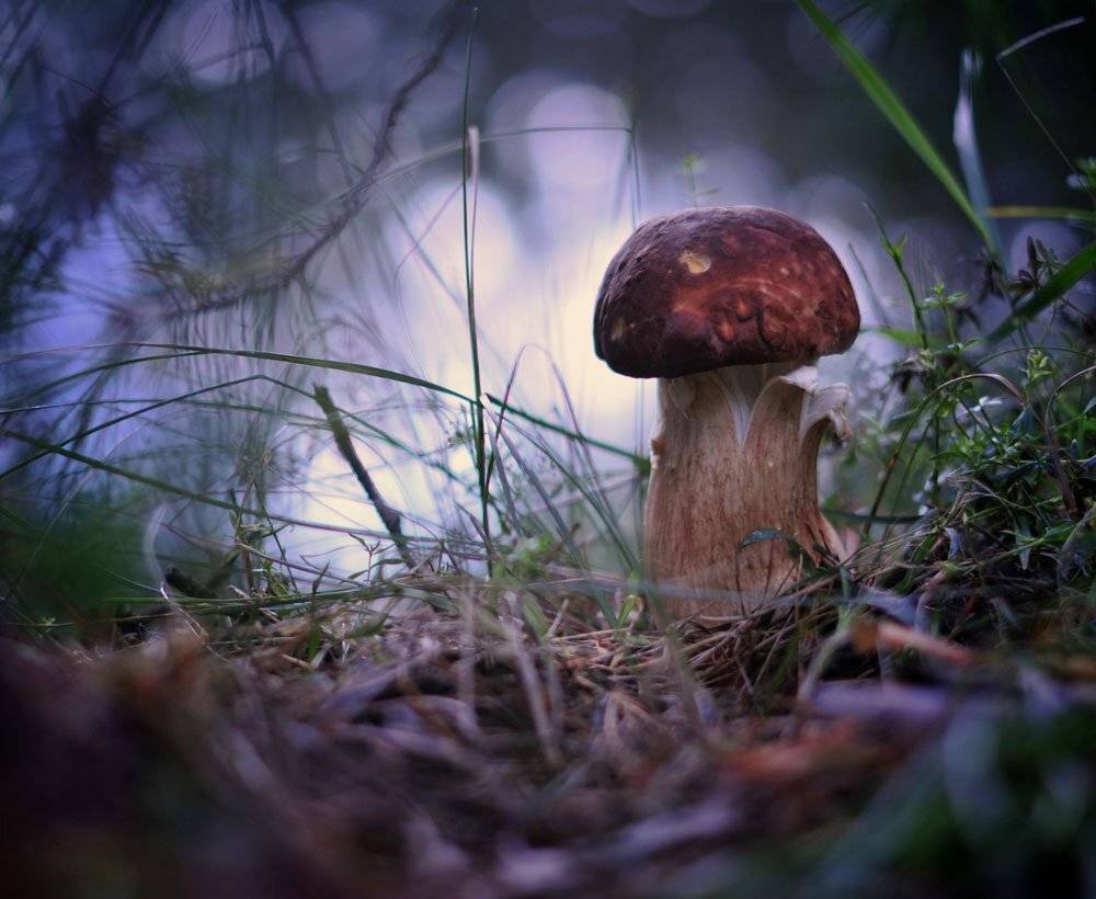 , Владимир