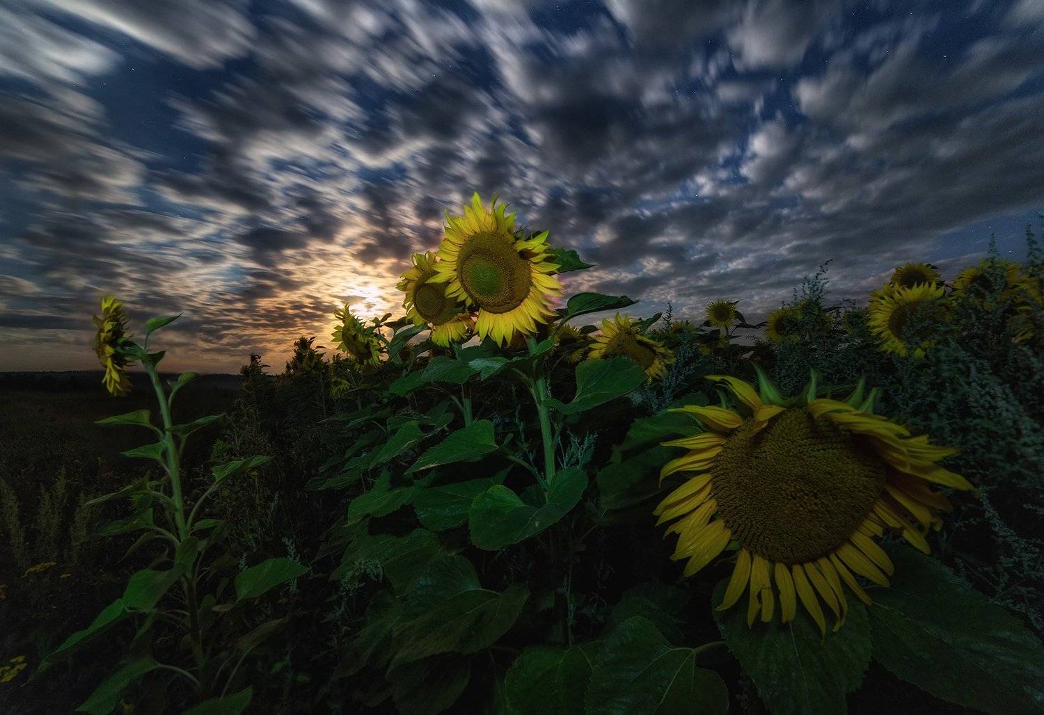 подсолнухи, sunflowers, ночь, луна, moon, sky, samyang, Артемий Тузов