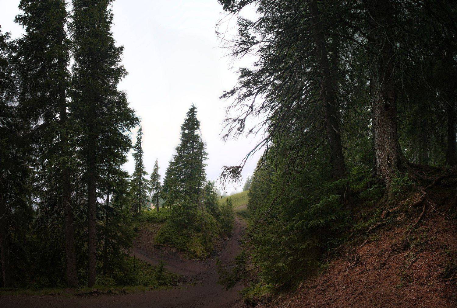 лес, горы, Карпаты, Драгобрат, ель, хвоя, хвойный лес, еловый лес, елки, корни, почва, дремучий лес, сказочный лес, Харланов Никита