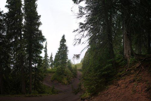 Карпатский лес