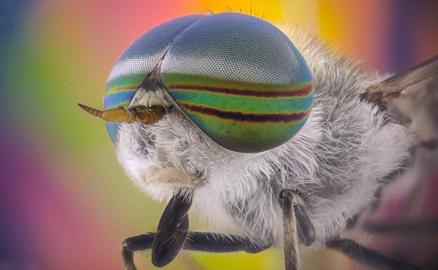 ceclii,macro,lgg4, extremmacro,  макро, Tsvetan Ganev