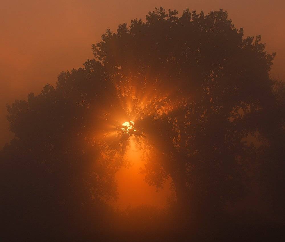 , Pawel Plucinski