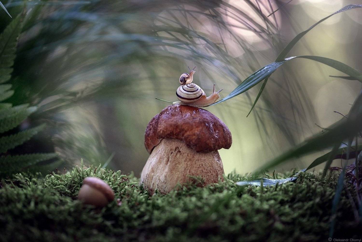 , Александр Чорный