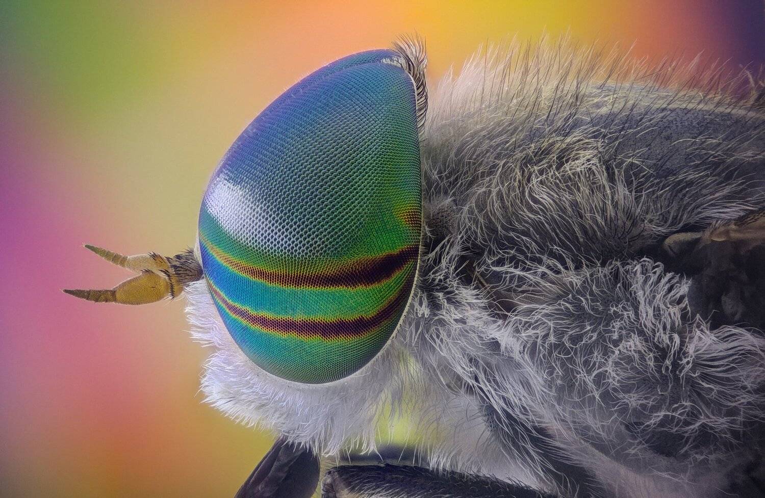 ceclii,macro,lgg4, extrememacro,  макро, Tsvetan Ganev