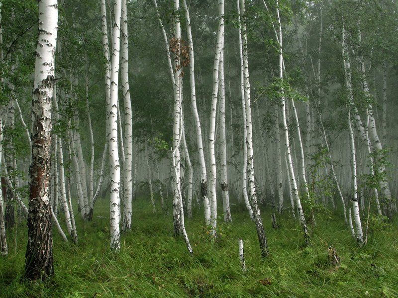 Зелёный шум фото превью