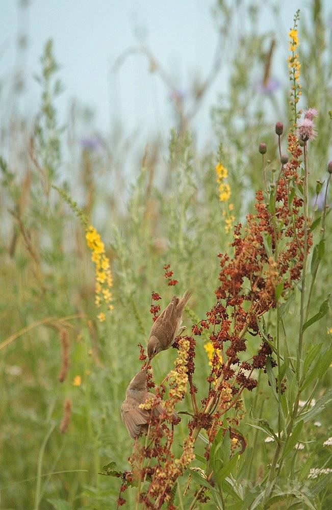 животные птицы лето, Шангареев Марс