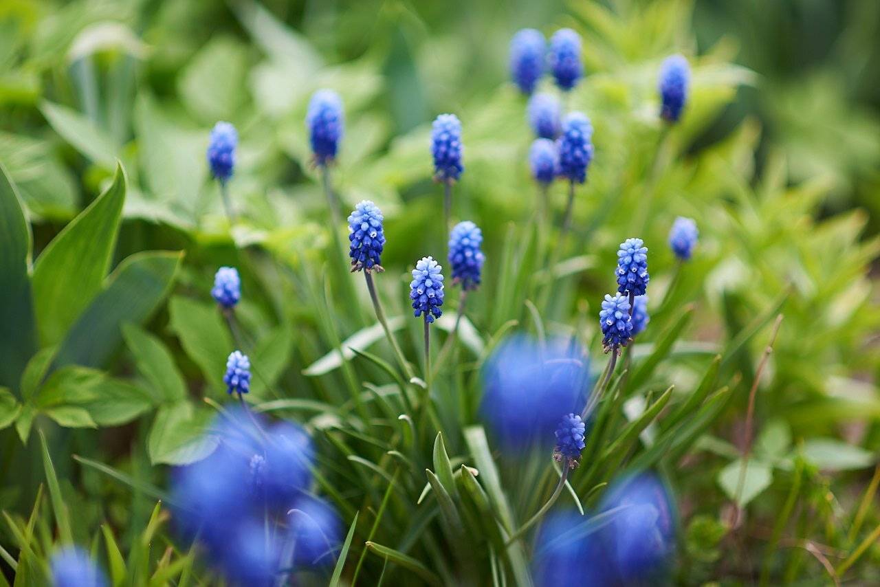 , Веселов Александр