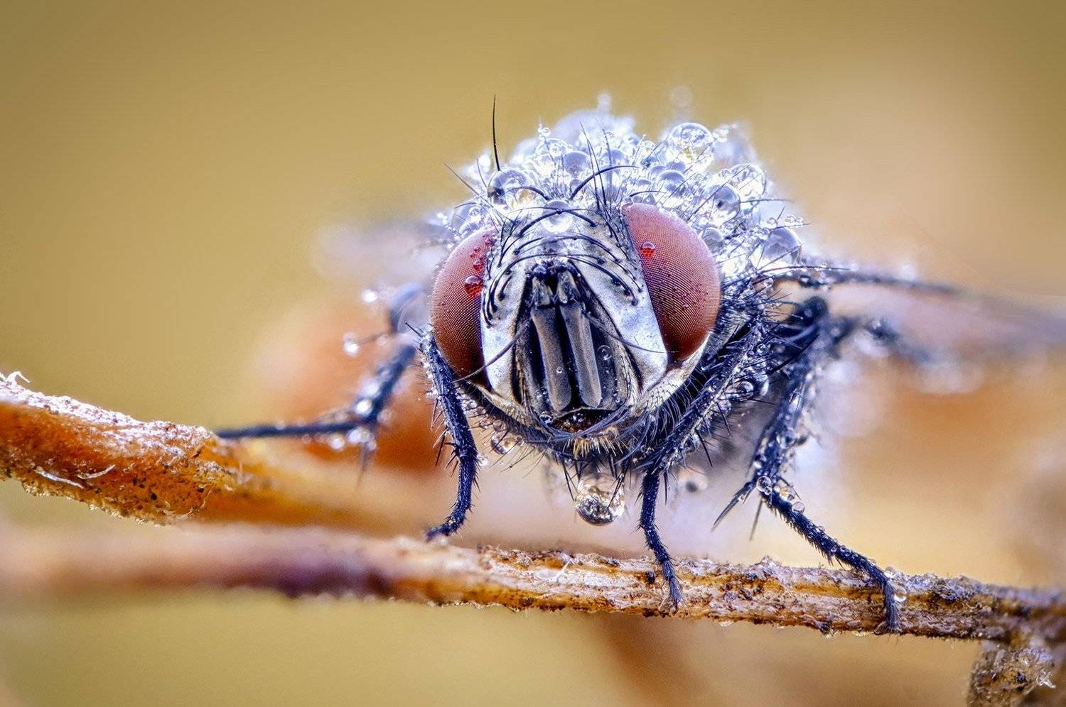 муха, живая, портрет, роса, Сергей Рубан