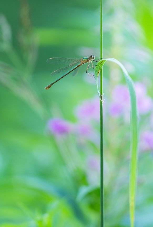 , Алексей Лобанов