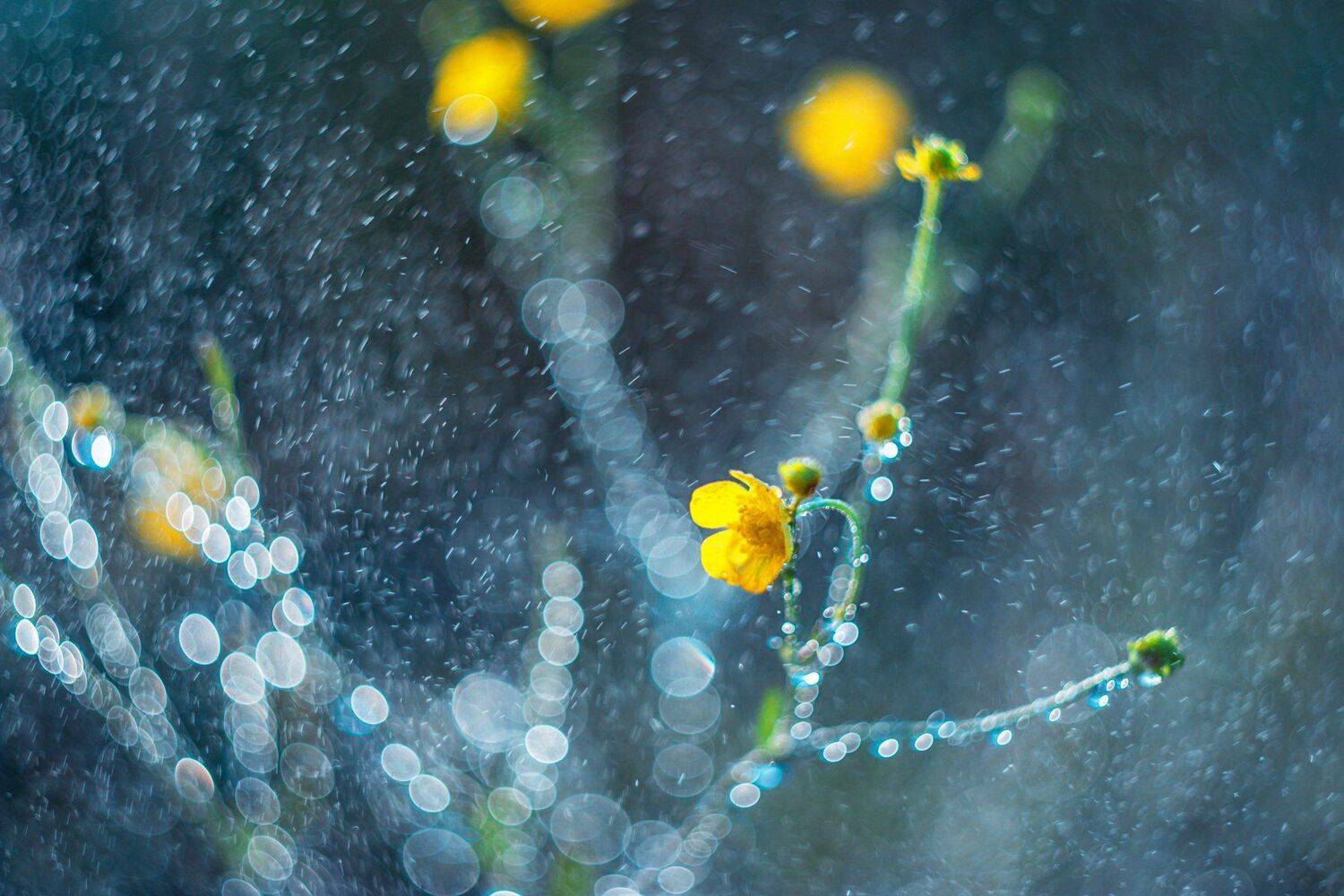 ямал , сибирь, макро, салехард ,цветы, Настя Братка