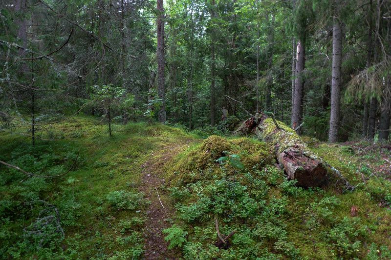 Летний дождик  - мокрый лес фото превью
