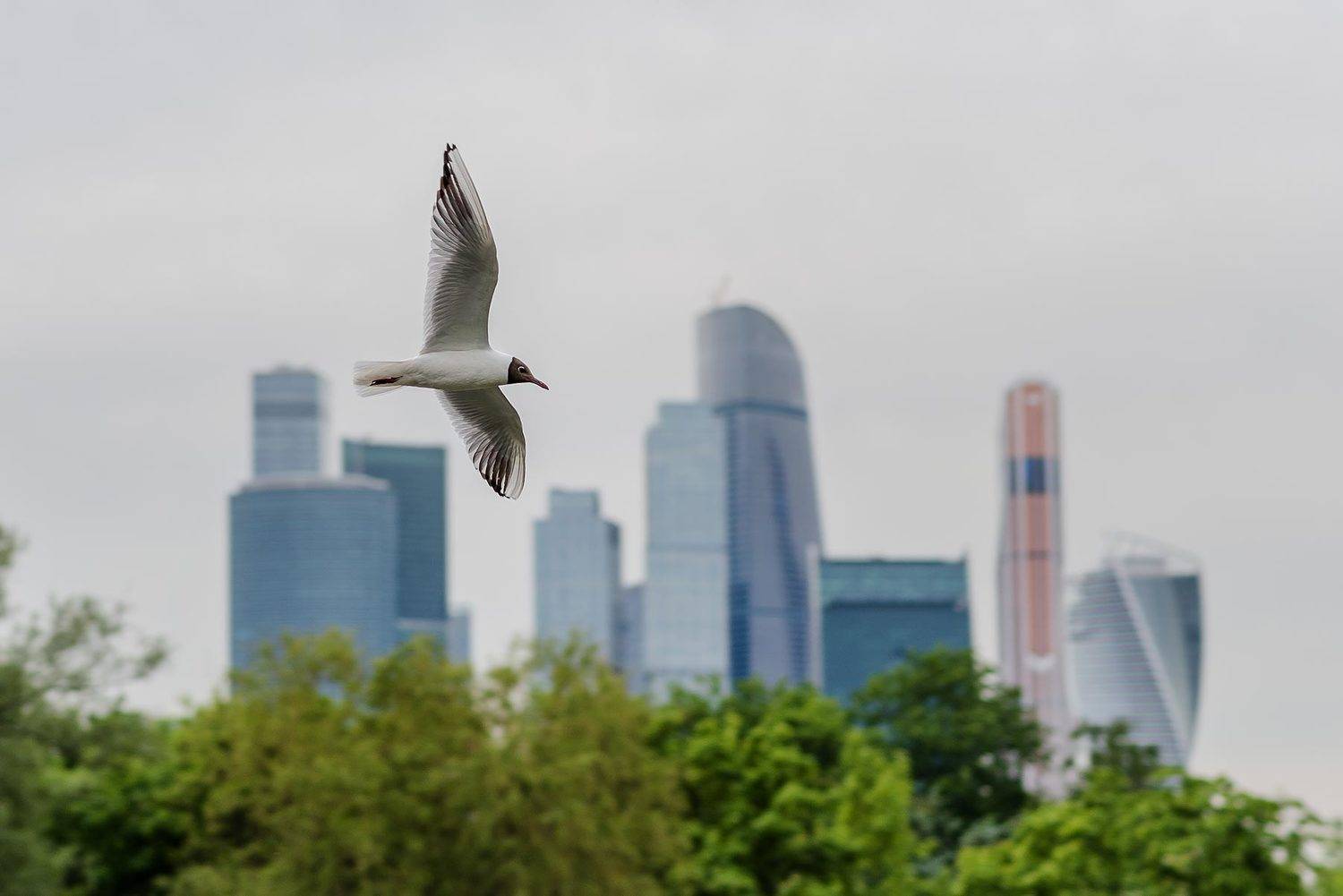 Москва, Москва-сити, птица, птицы, чайка, крачка, Moscow city, Борис Недосеков
