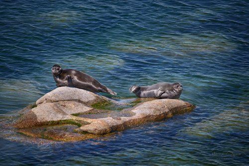 Байкальские нерпы