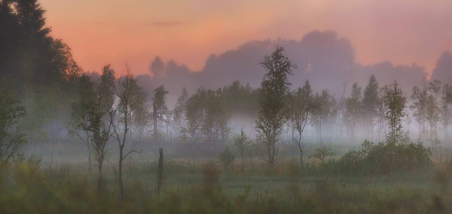 лето, питер, природа лето, туман, рассвет, landscape, пейзаж, болото, ленобласть, ленинградская область, Таня SHE (Aiya)